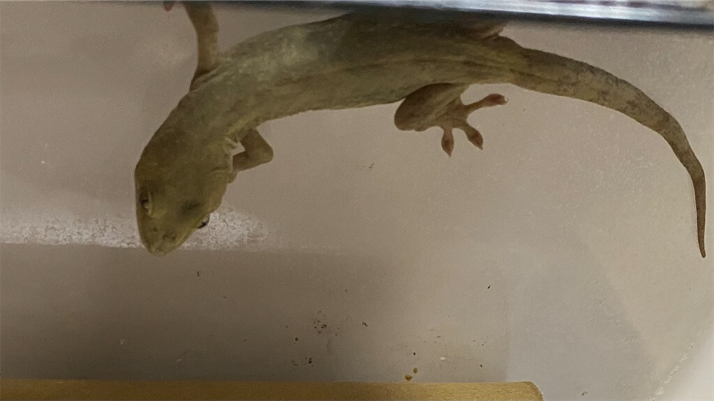 ニホンヤモリ