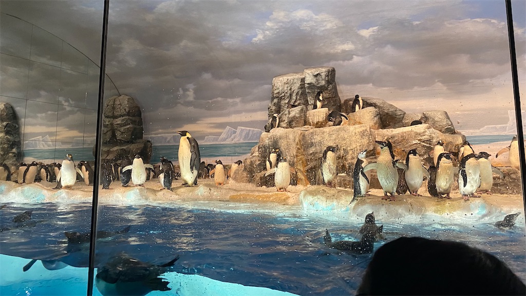 名古屋港水族館のペンギン