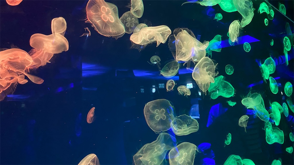名古屋港水族館のクラゲ