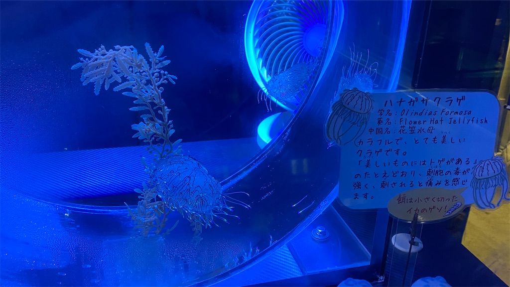 名古屋港水族館のハナガサクラゲ