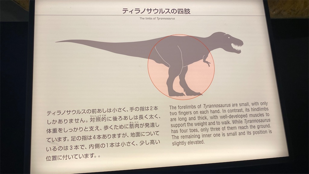 福井県立恐竜博物館のティラノサウルスの説明