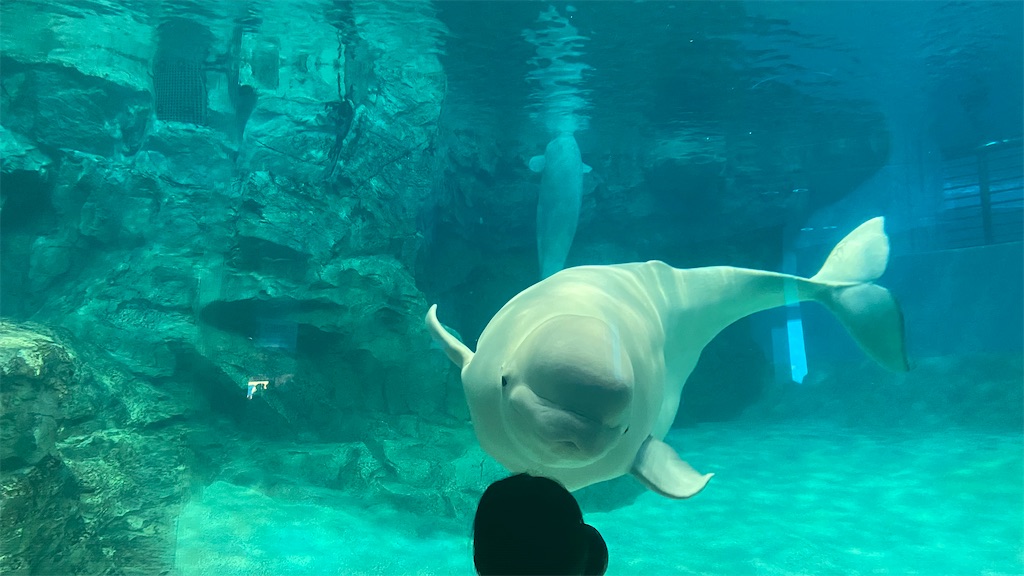 名古屋港水族館の白イルカ