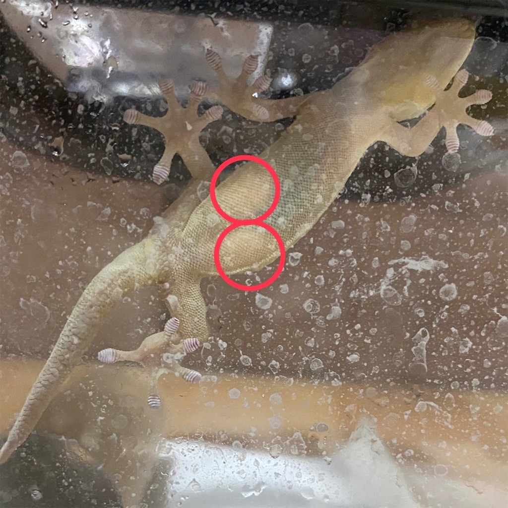 お腹に卵が2つ透けて見えるメスのニホンヤモリ