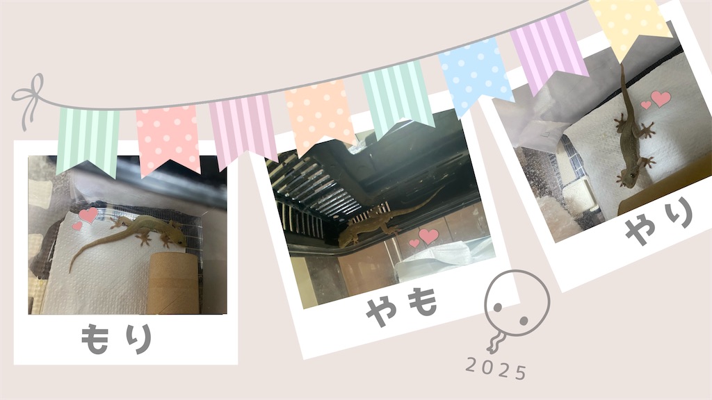 ヤモリ3匹の写真