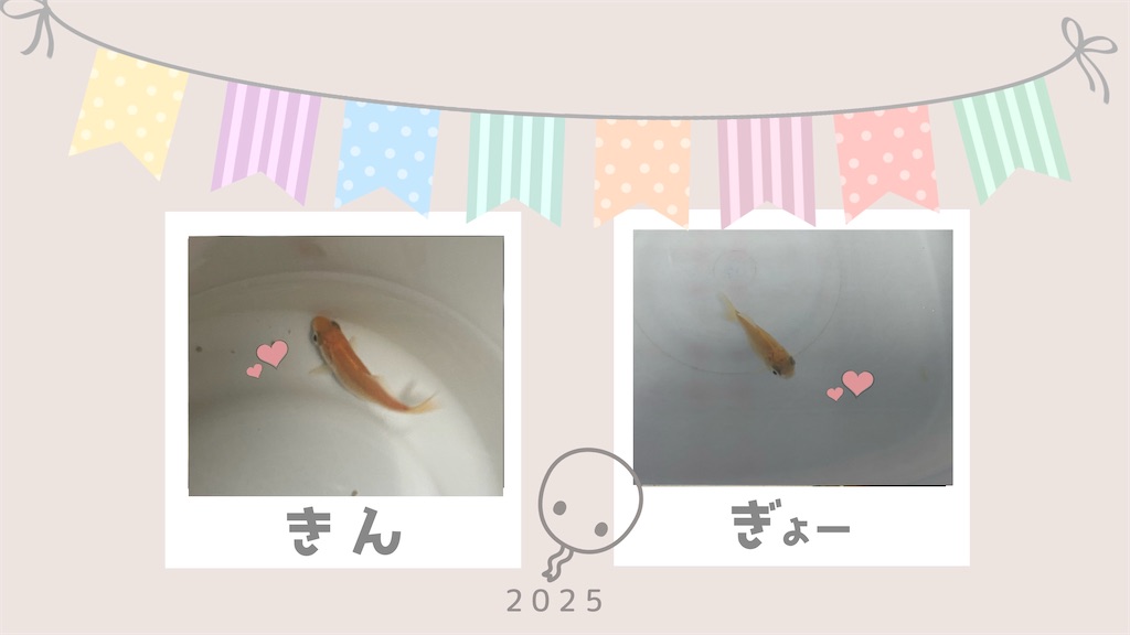 金魚2匹の写真
