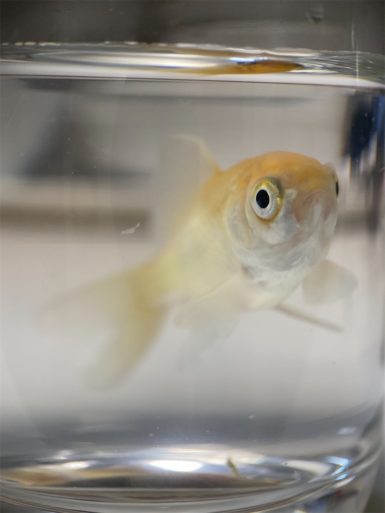 スマホにマクロレンズを付けて撮影した金魚