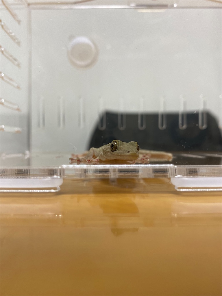 ニホンヤモリの写真