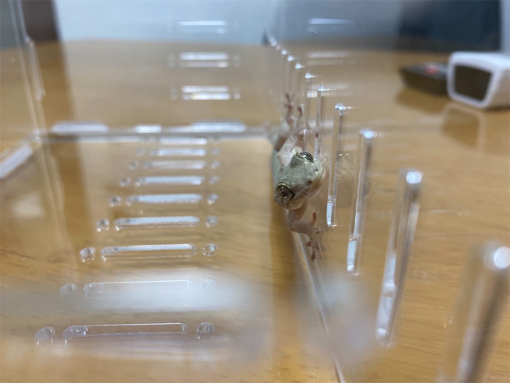 ニホンヤモリの目に焦点を合わせた写真