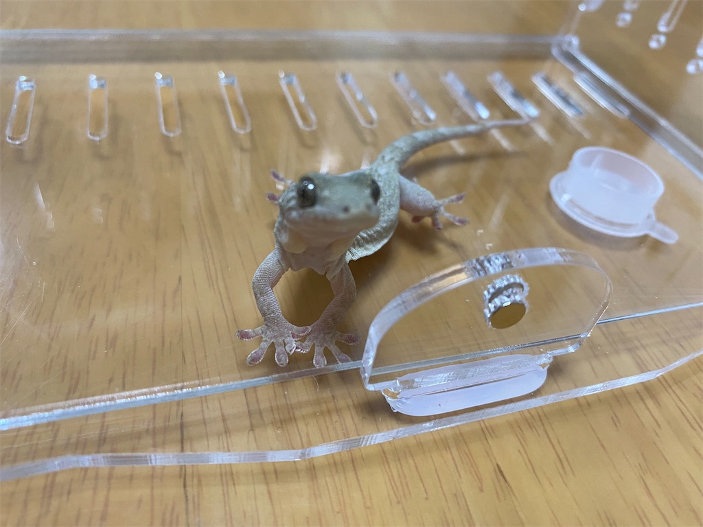 ニホンヤモリの手に焦点を合わせた写真