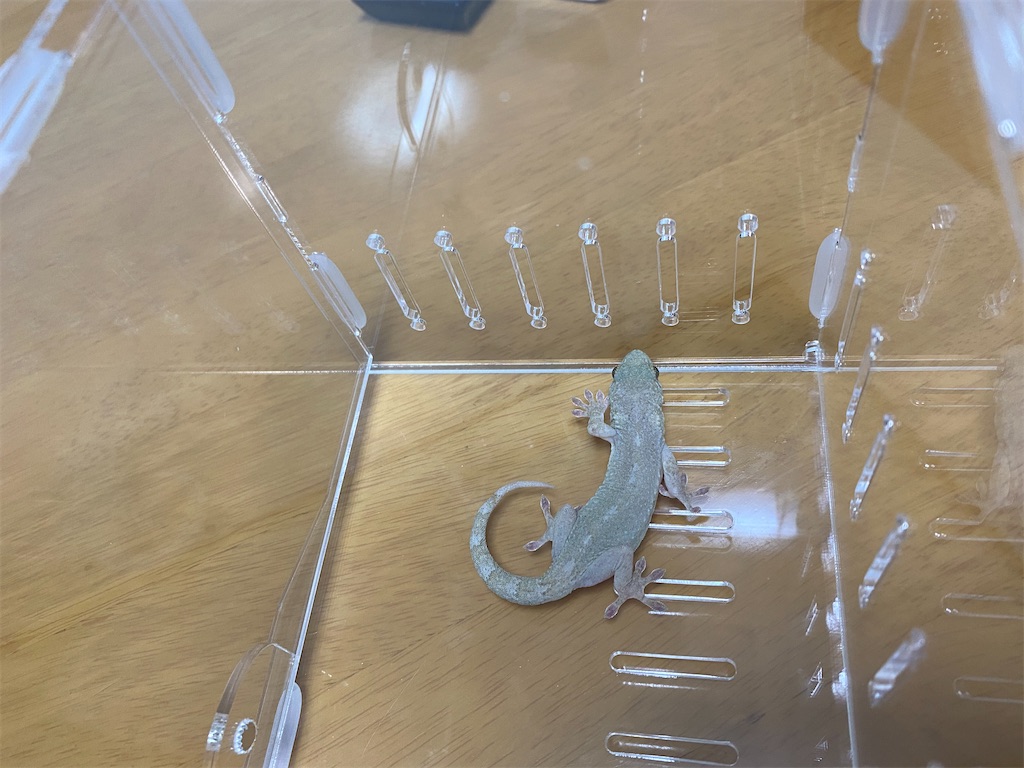 ニホンヤモリを上から撮影した写真