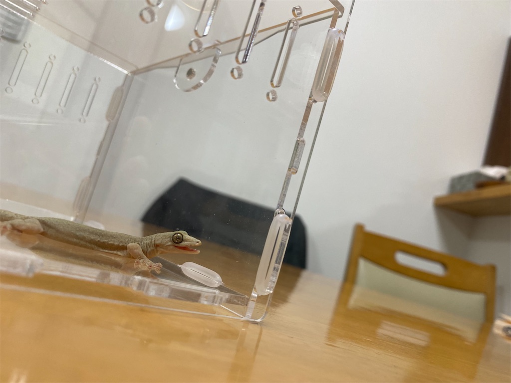 ニホンヤモリを横から撮影した写真