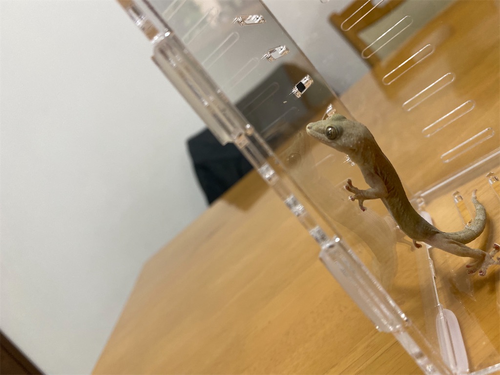 ニホンヤモリの写真