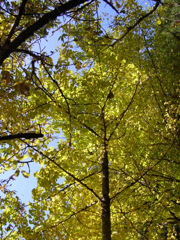 f:id:yamtoh:20141104093456j:image:w360