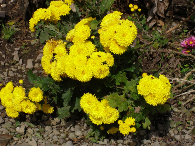 f:id:yamtoh:20141105125015j:image:w360