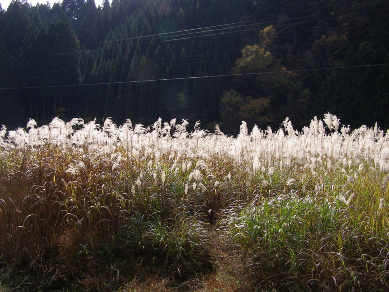 f:id:yamtoh:20141105130448j:image:w360