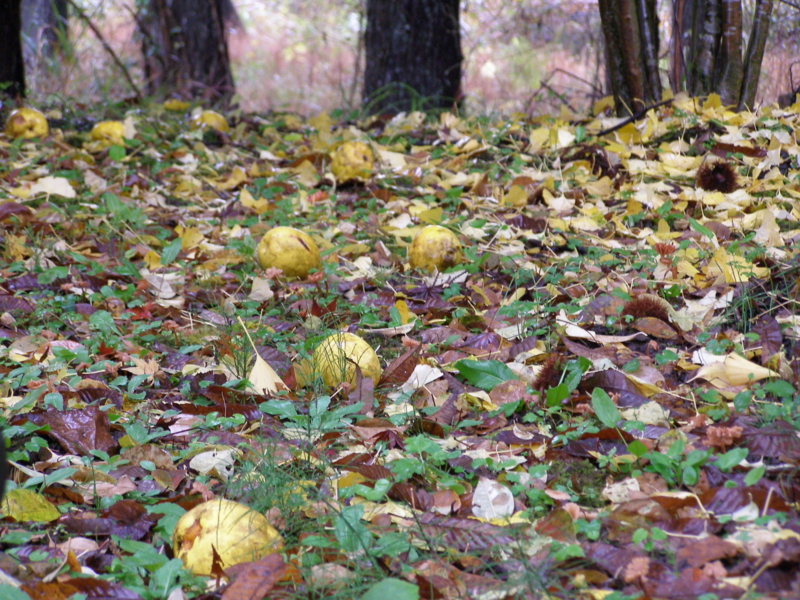 f:id:yamtoh:20141115112922j:image:w360