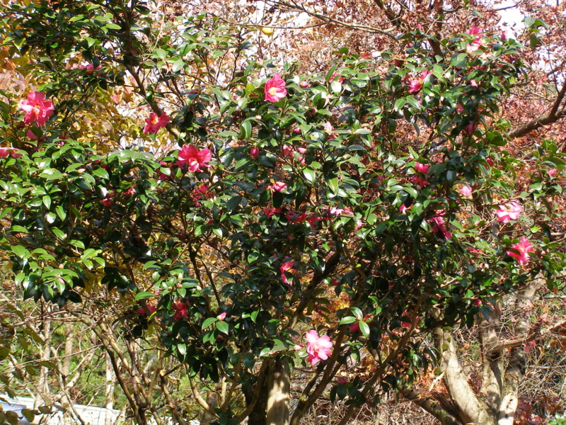 f:id:yamtoh:20141127143114j:image:w360