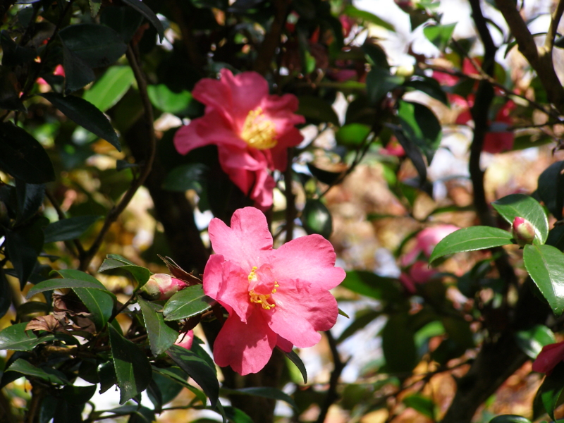 f:id:yamtoh:20141127143512j:image:w360