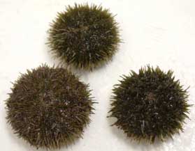 f:id:yanakaan:20191207074210j:plain