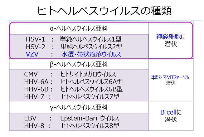 勉強会まとめ】帯状疱疹と帯状疱疹ワクチンについて ～今福教授来広