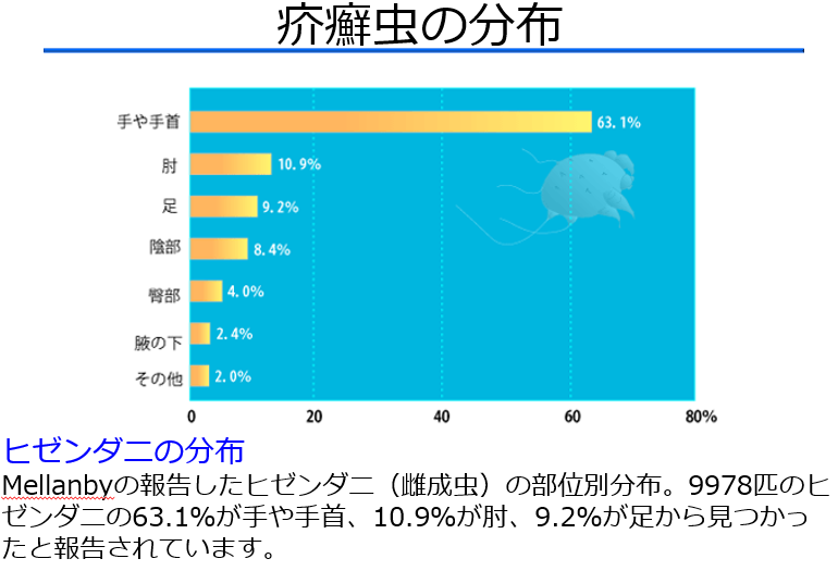 【皮ふの疾患について】見逃せない疥癬の診断とその知識(医療従事者むけ) - Yanase Derma’s Diary