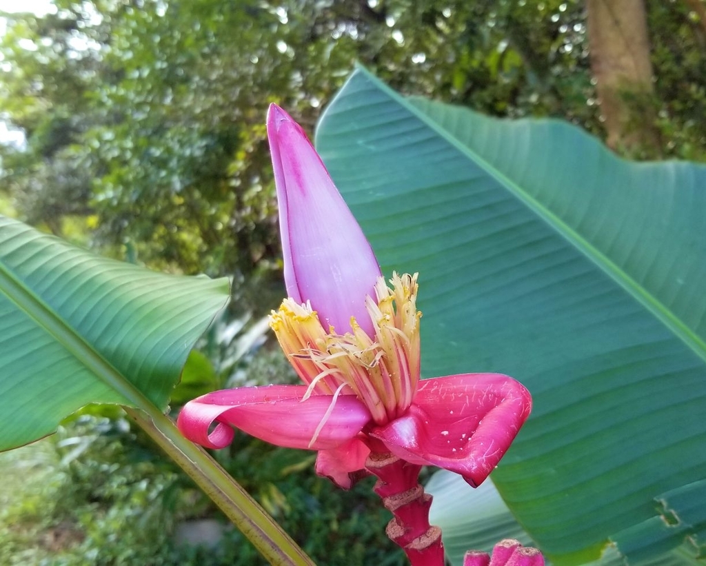 f:id:yanbarusango:20181229144953j:plain