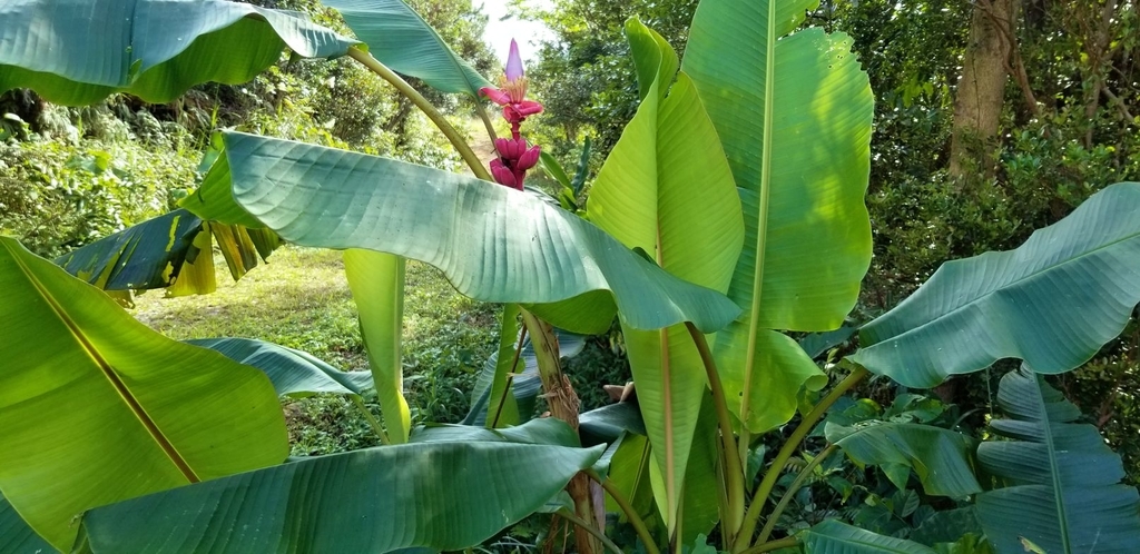 f:id:yanbarusango:20181229150059j:plain