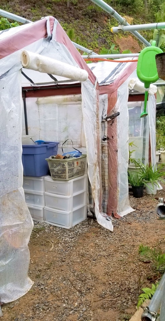 f:id:yanbarusango:20190103141539j:plain