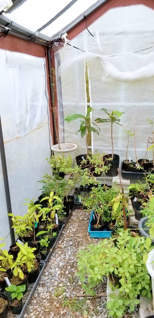 f:id:yanbarusango:20190103142153j:plain