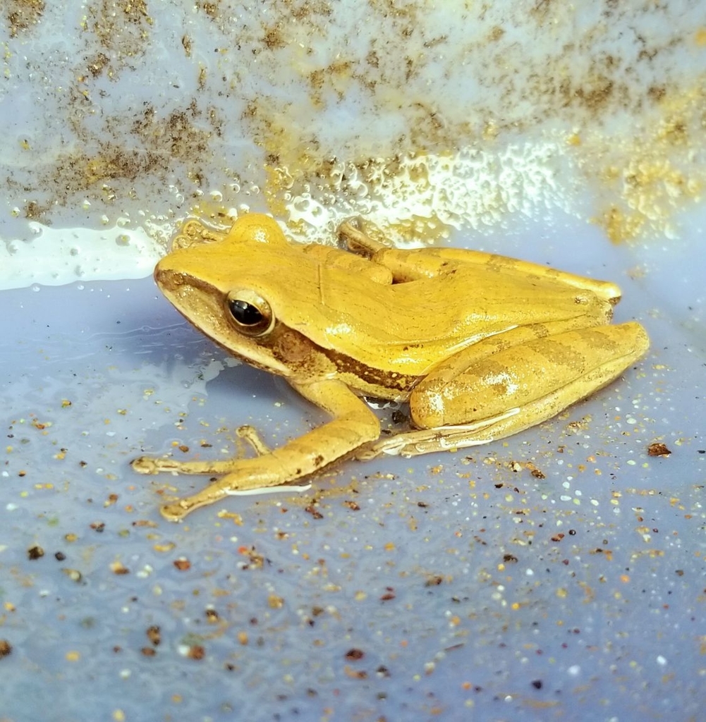 f:id:yanbarusango:20190103171521j:plain