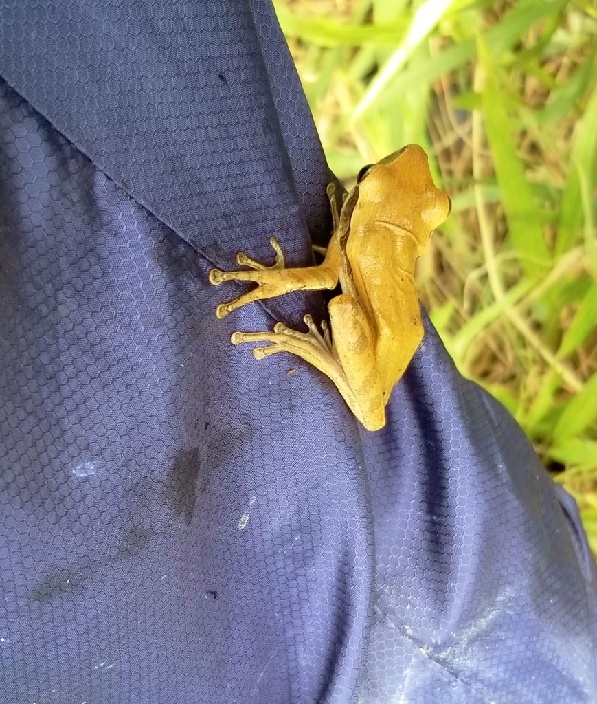 f:id:yanbarusango:20190103172425j:plain