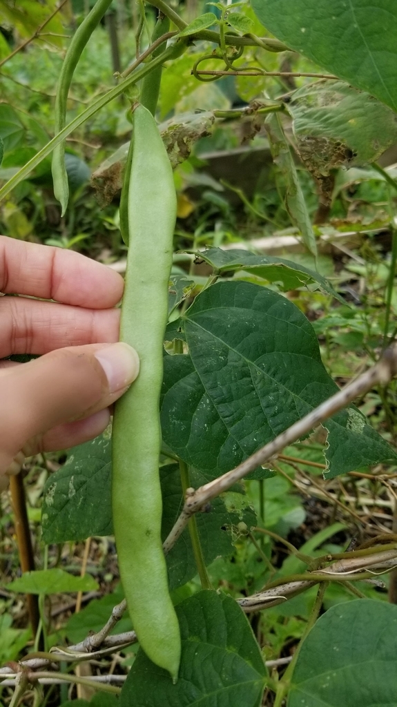 f:id:yanbarusango:20190112160318j:plain