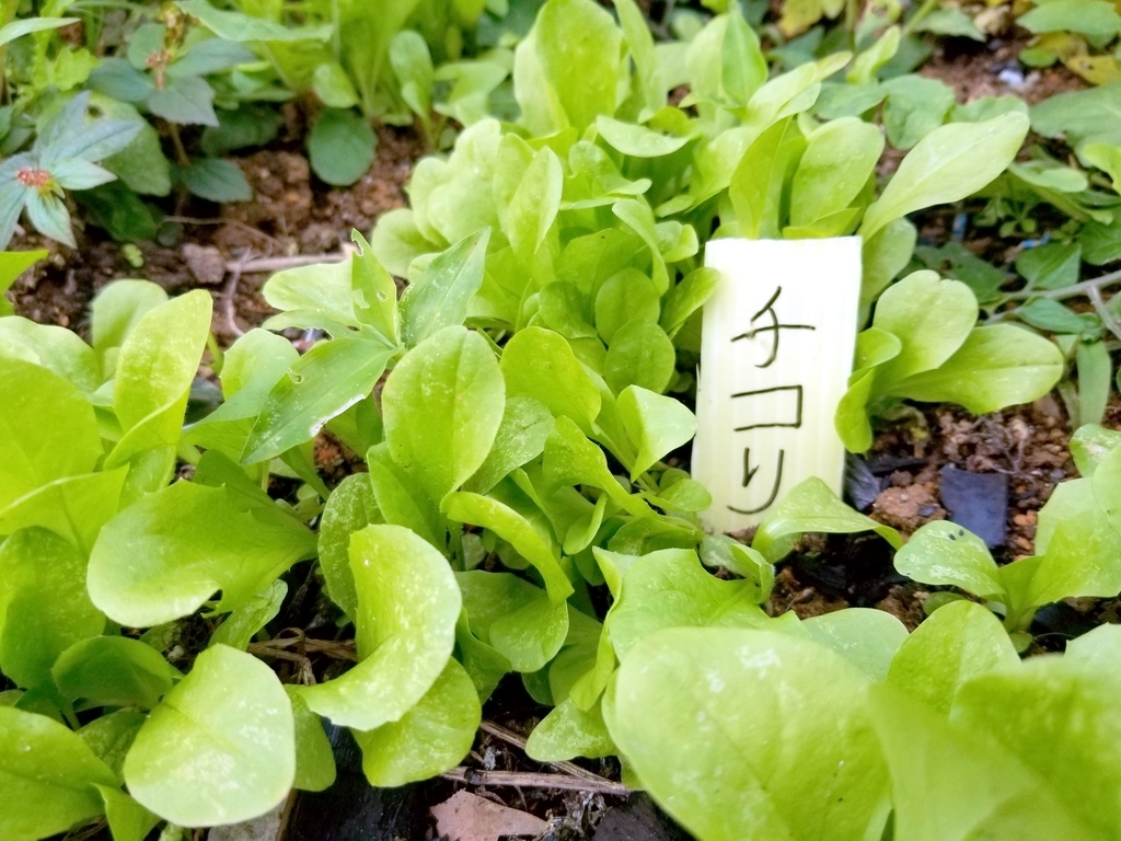 f:id:yanbarusango:20190112160352j:plain