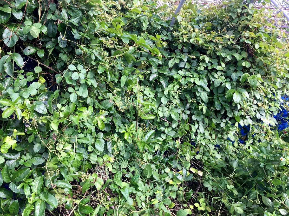 f:id:yanbarusango:20190415133755j:plain f:id:yanbarusango:20190415133755j:plain