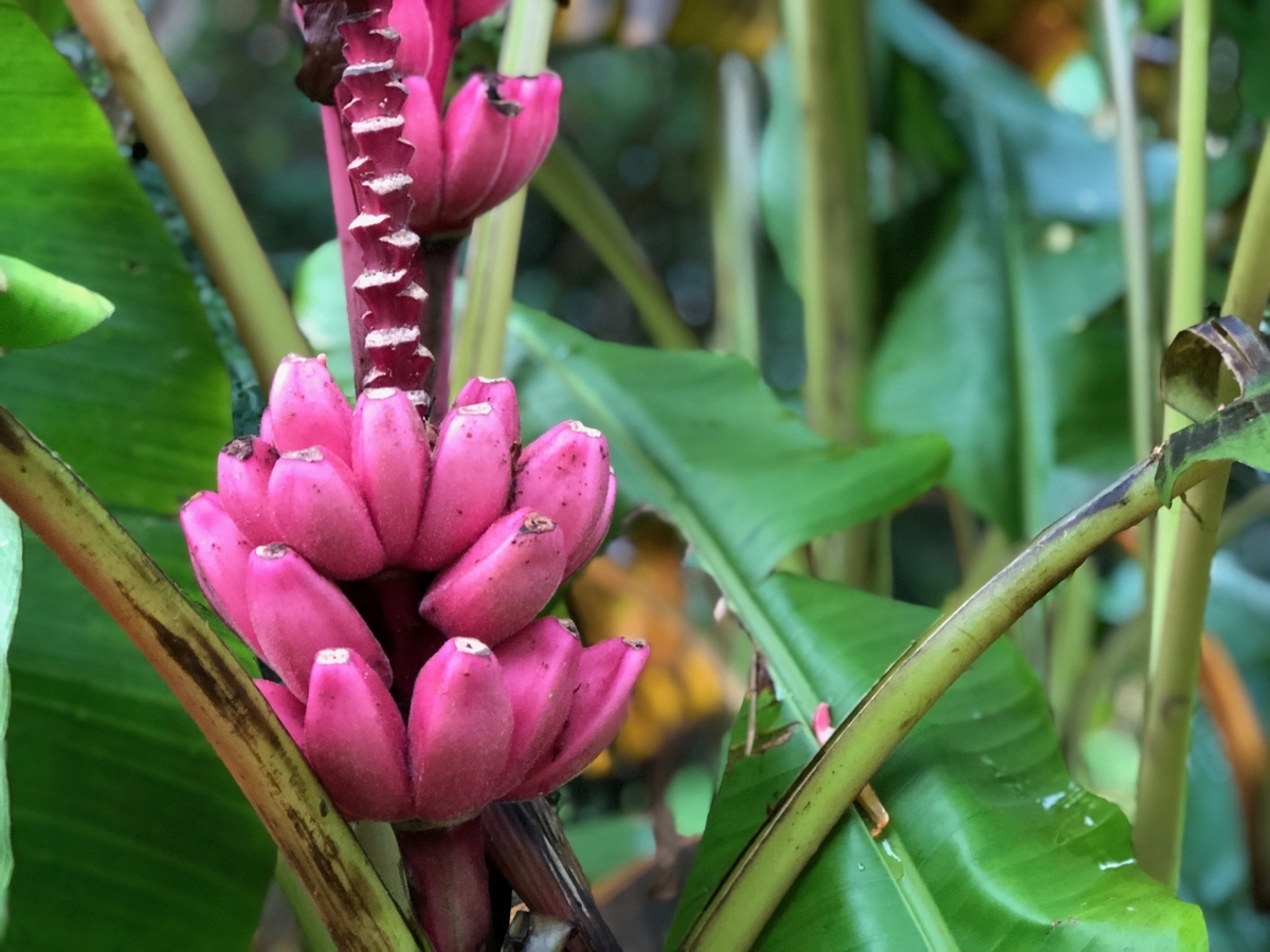 f:id:yanbarusango:20190626124902j:plain