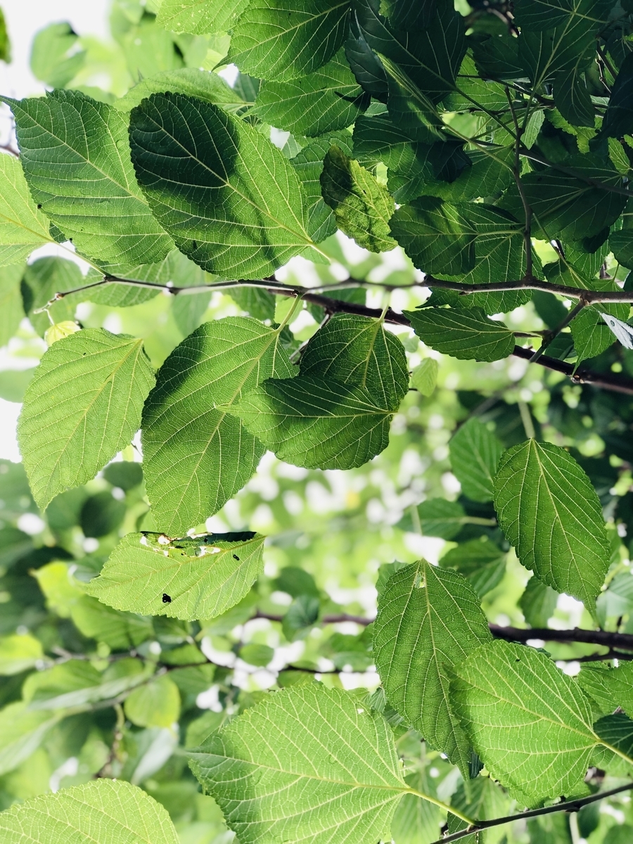 f:id:yanbarusango:20190817142700j:plain f:id:yanbarusango:20190817142700j:plain