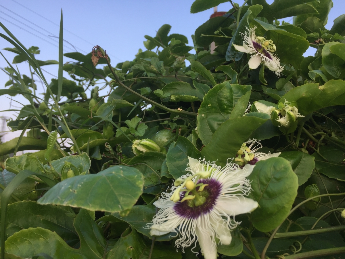 f:id:yanbarusango:20191004195150j:plain