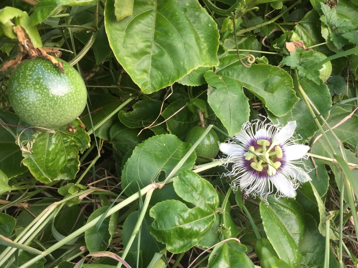 f:id:yanbarusango:20191004195801j:plain