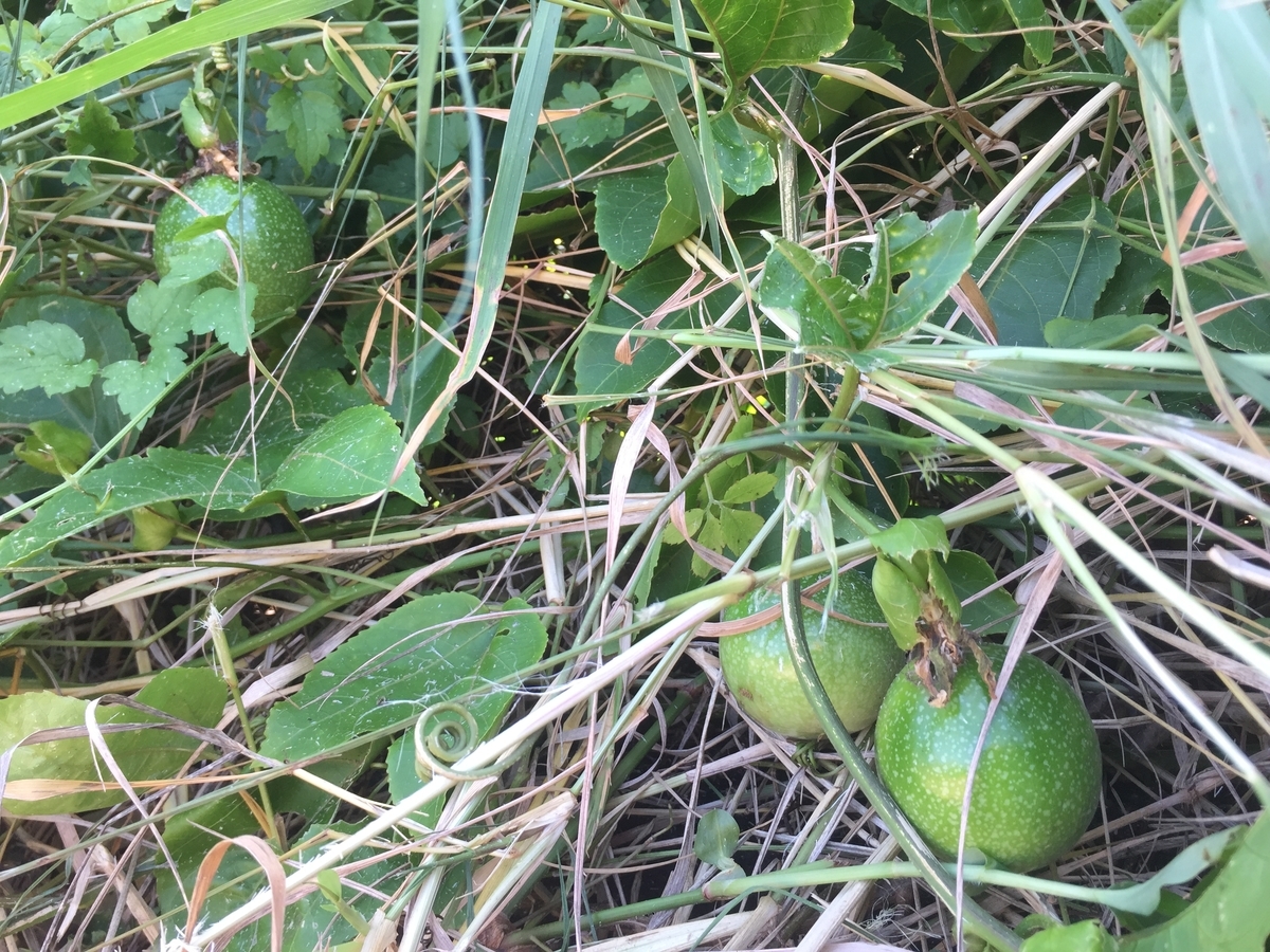 f:id:yanbarusango:20191005114734j:plain