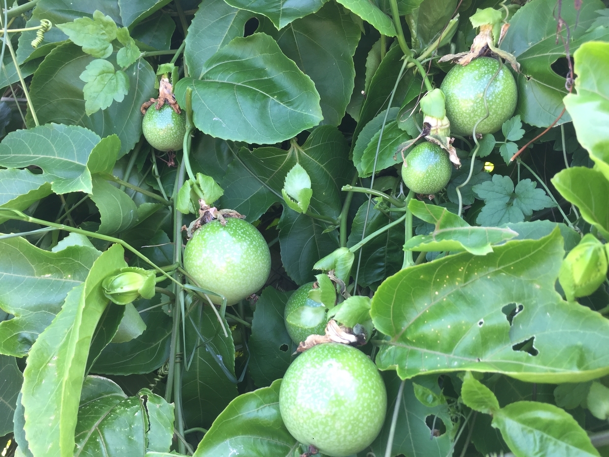 f:id:yanbarusango:20191005114758j:plain