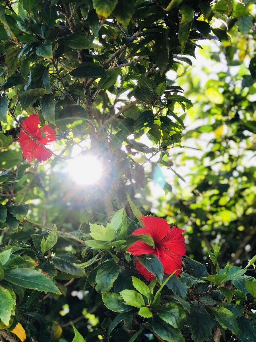 f:id:yanbarusango:20191020180846j:plain f:id:yanbarusango:20191020180846j:plain