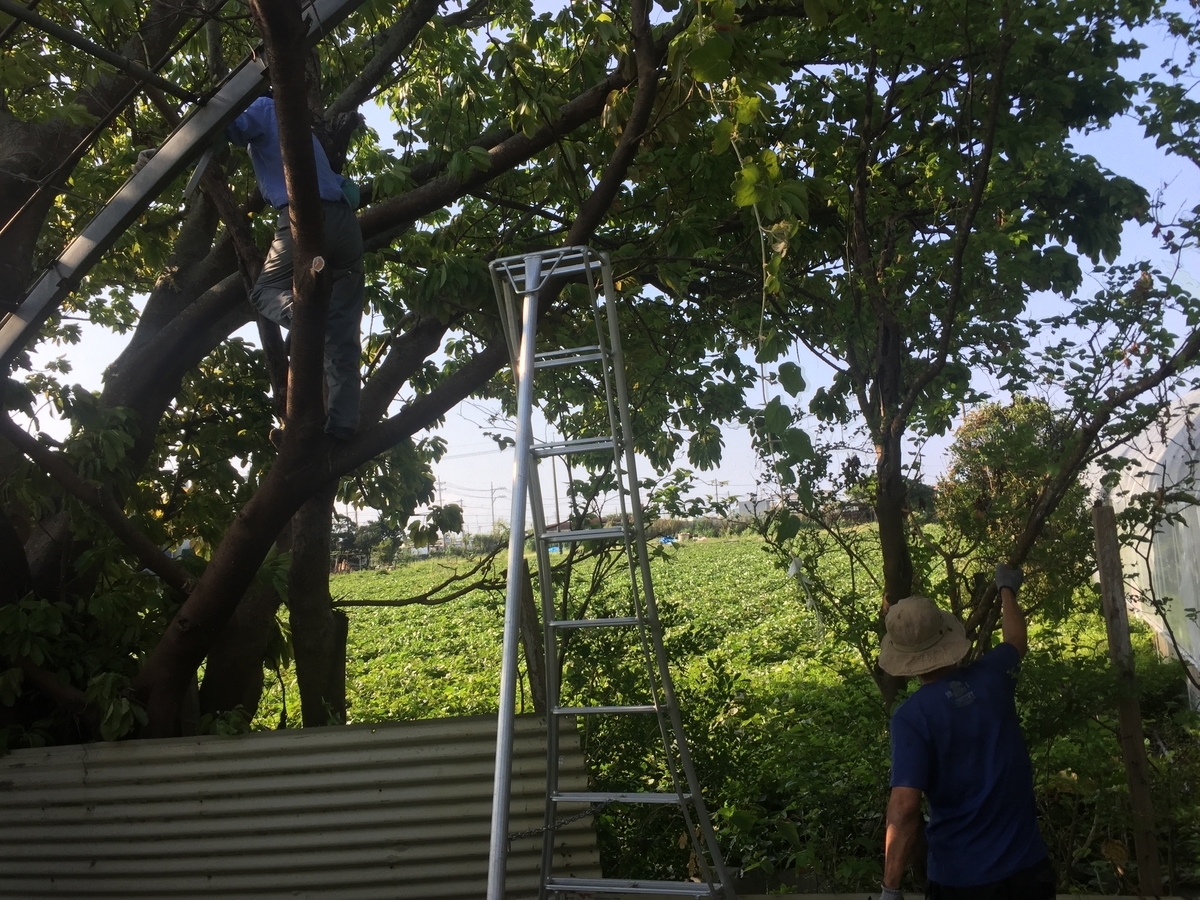 f:id:yanbarusango:20191023192950j:plain f:id:yanbarusango:20191023192950j:plain