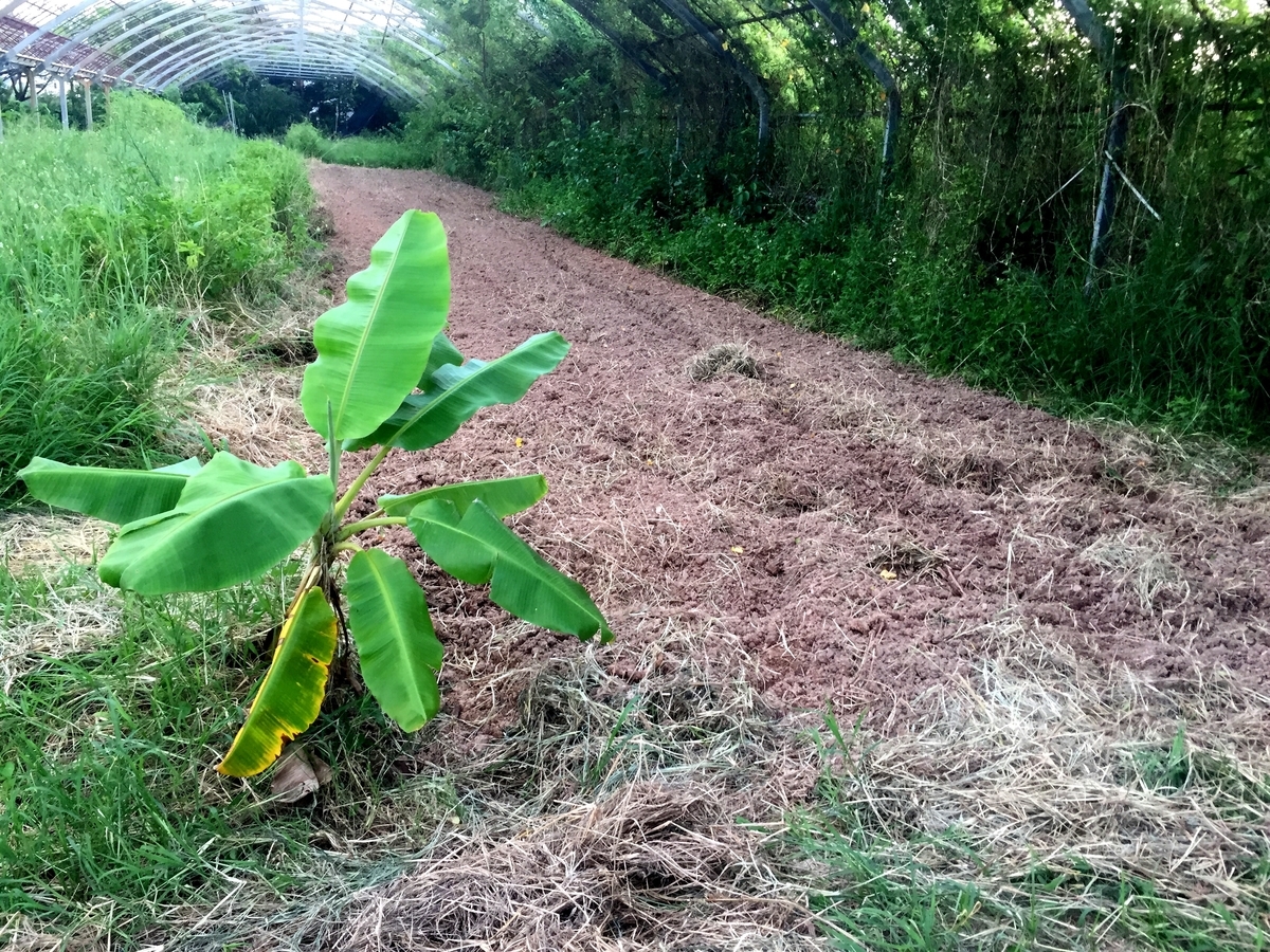 f:id:yanbarusango:20191023193656j:plain f:id:yanbarusango:20191023193656j:plain