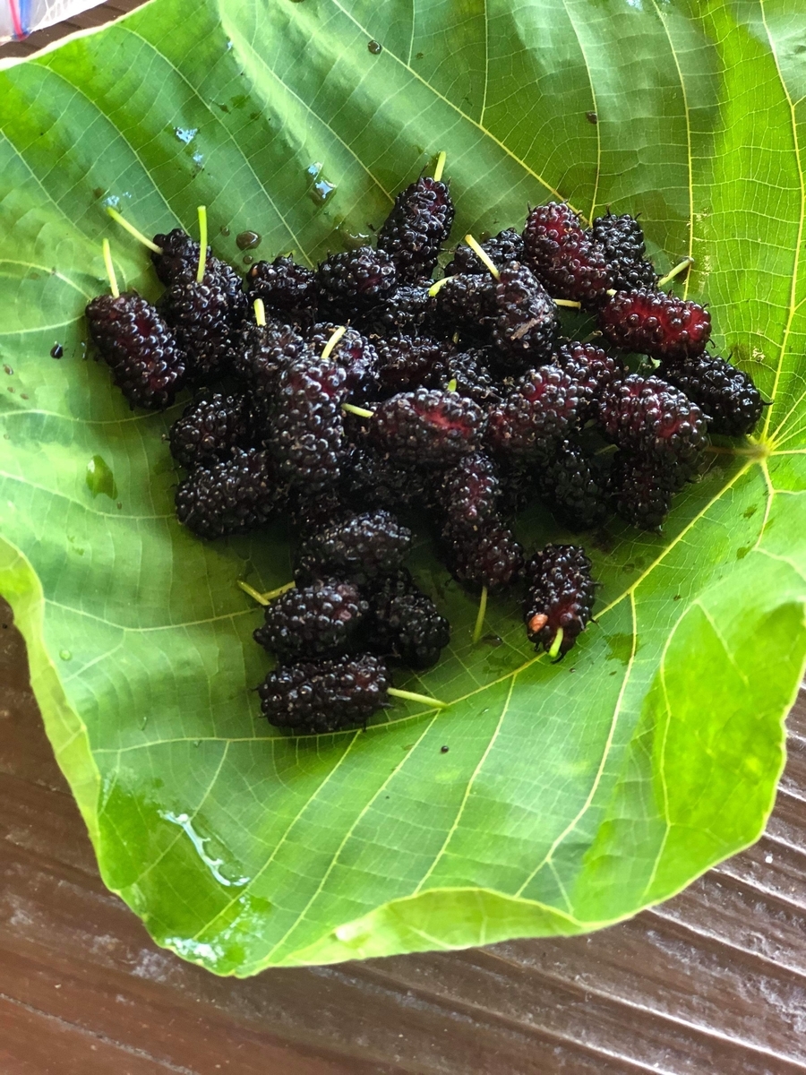 f:id:yanbarusango:20191023193740j:plain f:id:yanbarusango:20191023193740j:plain