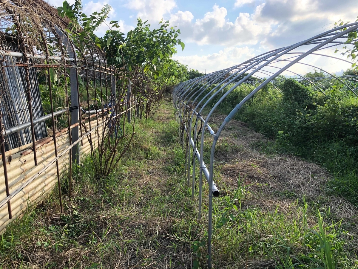 f:id:yanbarusango:20191023195418j:plain f:id:yanbarusango:20191023195418j:plain