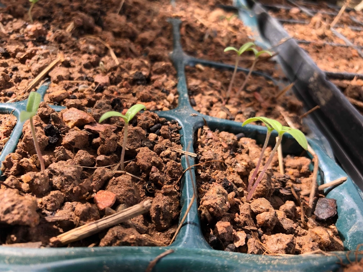 f:id:yanbarusango:20191029204637j:plain f:id:yanbarusango:20191029204637j:plain