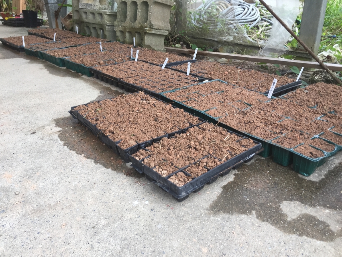 f:id:yanbarusango:20191029204708j:plain f:id:yanbarusango:20191029204708j:plain