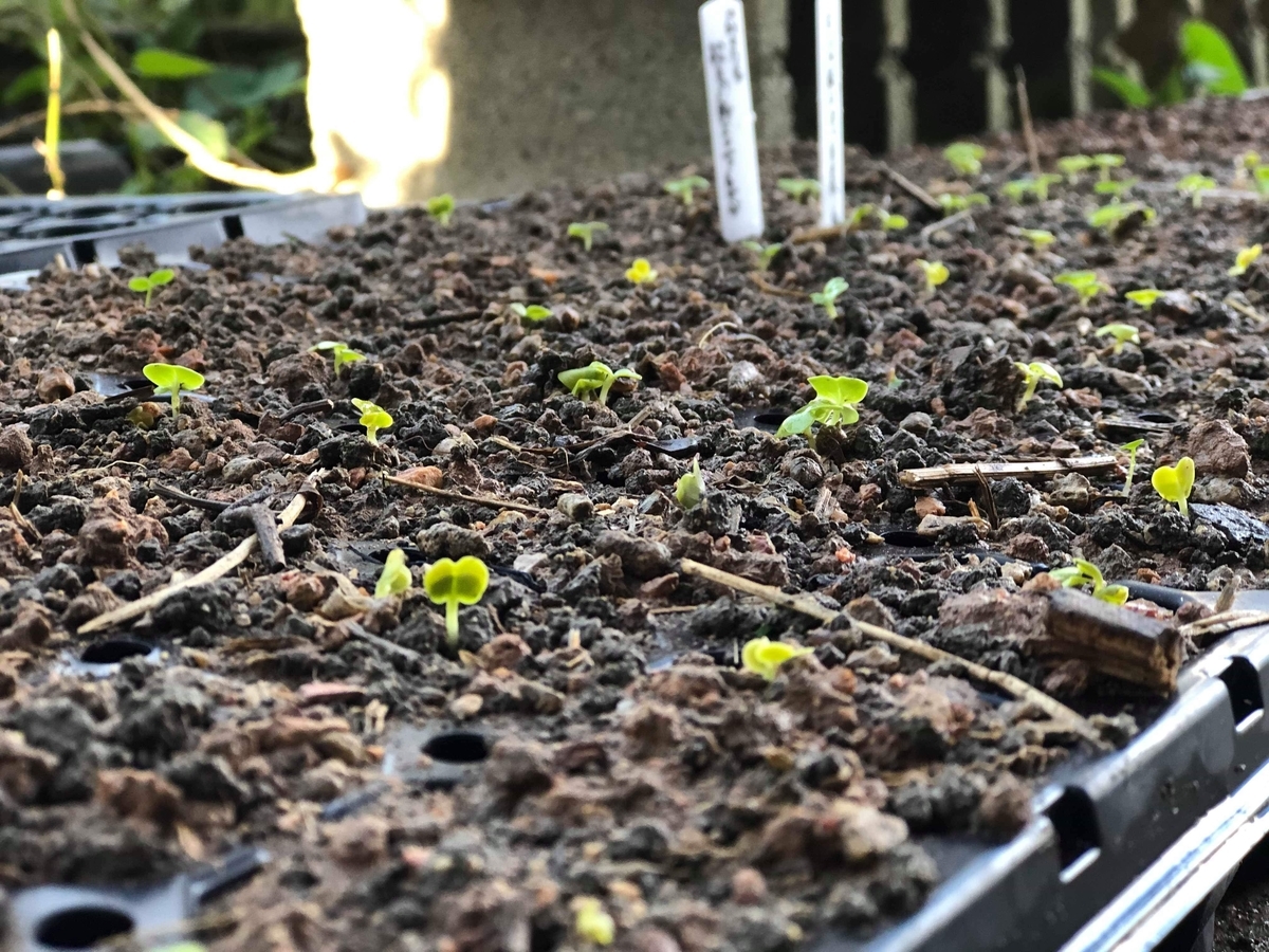 f:id:yanbarusango:20191029204759j:plain f:id:yanbarusango:20191029204759j:plain