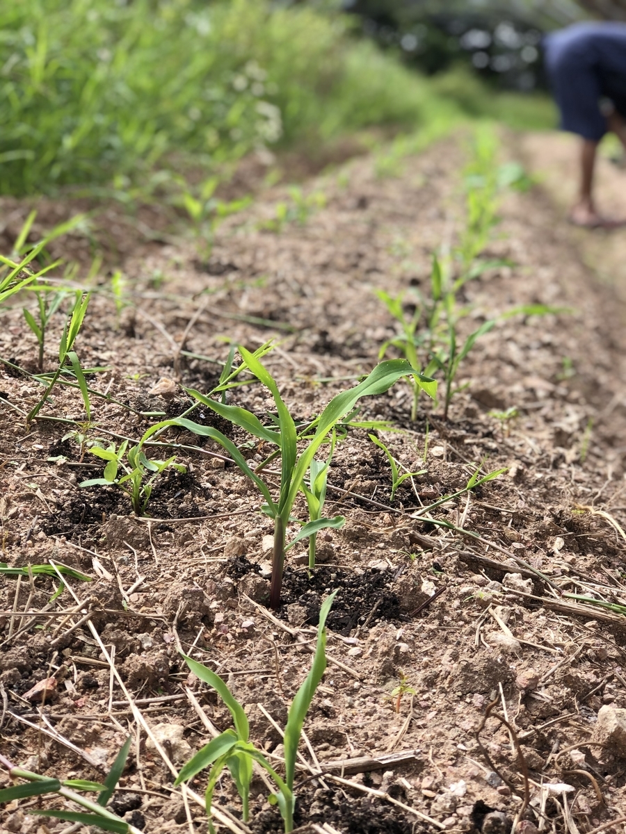 f:id:yanbarusango:20191029204816j:plain f:id:yanbarusango:20191029204816j:plain