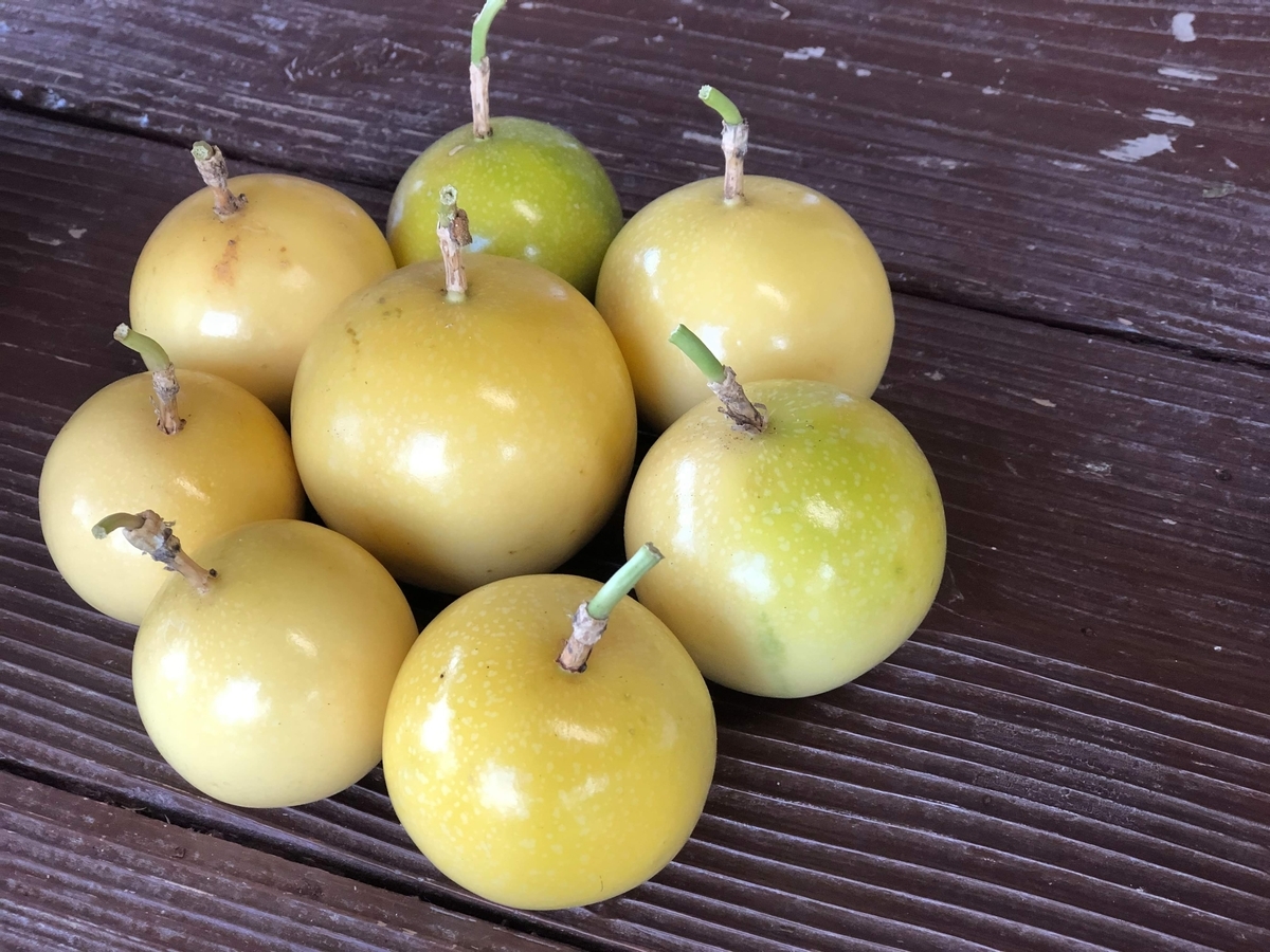 f:id:yanbarusango:20191116131419j:plain